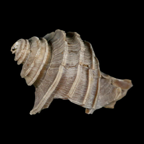 2.6" Ecphora Gardnerae Gastropod Fossil Shell Lee Creek Miocene Epoch North Carolina - Fossil Age Minerals