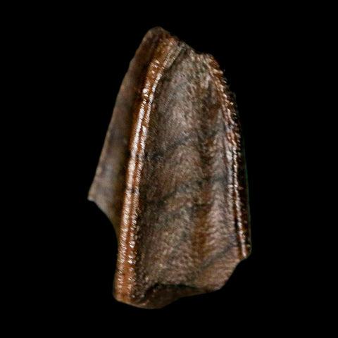 0.5" Lambeosaurus Fossil Tooth Judith River FM MT Cretaceous Dinosaur COA Display