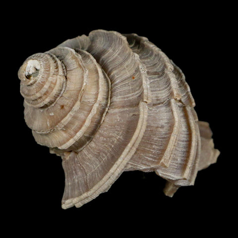 2.6" Ecphora Gardnerae Gastropod Fossil Shell Lee Creek Miocene Epoch North Carolina - Fossil Age Minerals