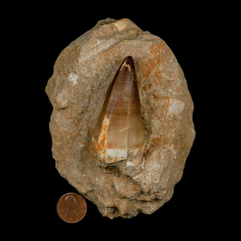 XL 2.5" Mosasaur Prognathodon Fossil Tooth In Matrix Cretaceous Dinosaur Era COA