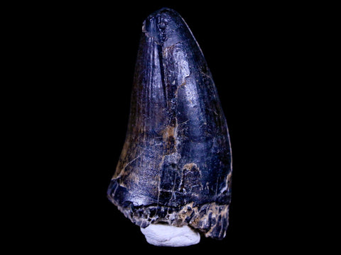 1.6" Sarcosuchus Imperator Crocodile Fossil Tooth Elrhaz FM Cretaceous Niger COA - Fossil Age Minerals