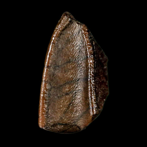 0.5" Lambeosaurus Fossil Tooth Judith River FM MT Cretaceous Dinosaur COA Display