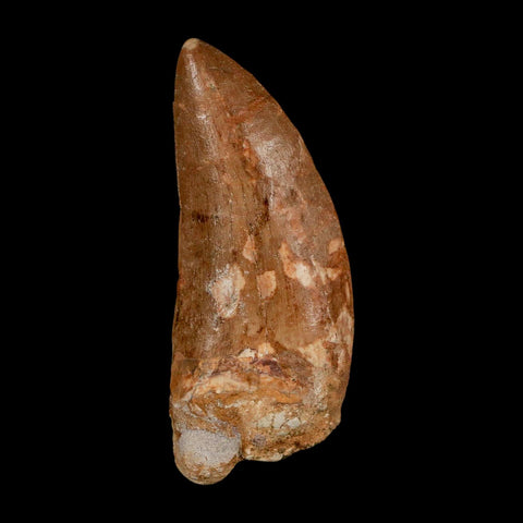 XL 3.5" Carcharodontosaurus Serrated Fossil Tooth Cretaceous Theropod Dinosaur COA - Fossil Age Minerals