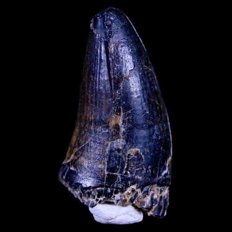 1.6" Sarcosuchus Imperator Crocodile Fossil Tooth Elrhaz FM Cretaceous Niger COA - Fossil Age Minerals