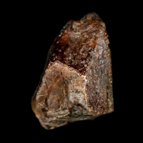 0.5" Lambeosaurus Fossil Tooth Judith River FM MT Cretaceous Dinosaur COA Display