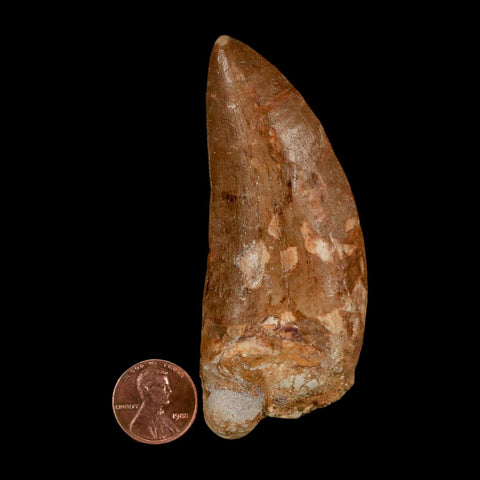 XL 3.5" Carcharodontosaurus Serrated Fossil Tooth Cretaceous Theropod Dinosaur COA - Fossil Age Minerals