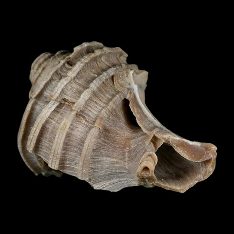 2.6" Ecphora Gardnerae Gastropod Fossil Shell Lee Creek Miocene Epoch North Carolina - Fossil Age Minerals