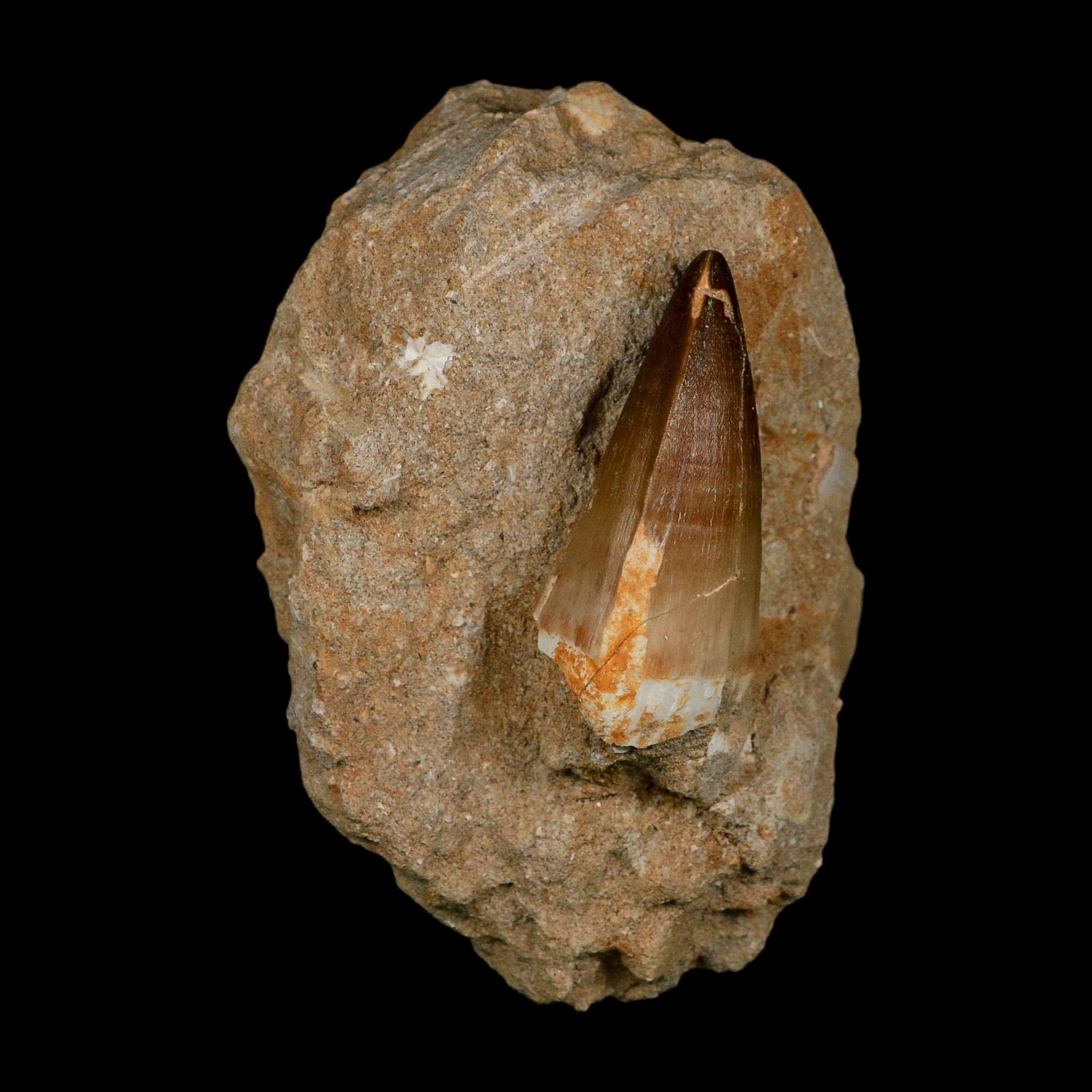 XL 2.5" Mosasaur Prognathodon Fossil Tooth In Matrix Cretaceous Dinosaur Era COA - Fossil Age Minerals