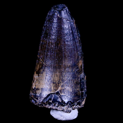 1.6" Sarcosuchus Imperator Crocodile Fossil Tooth Elrhaz FM Cretaceous Niger COA - Fossil Age Minerals
