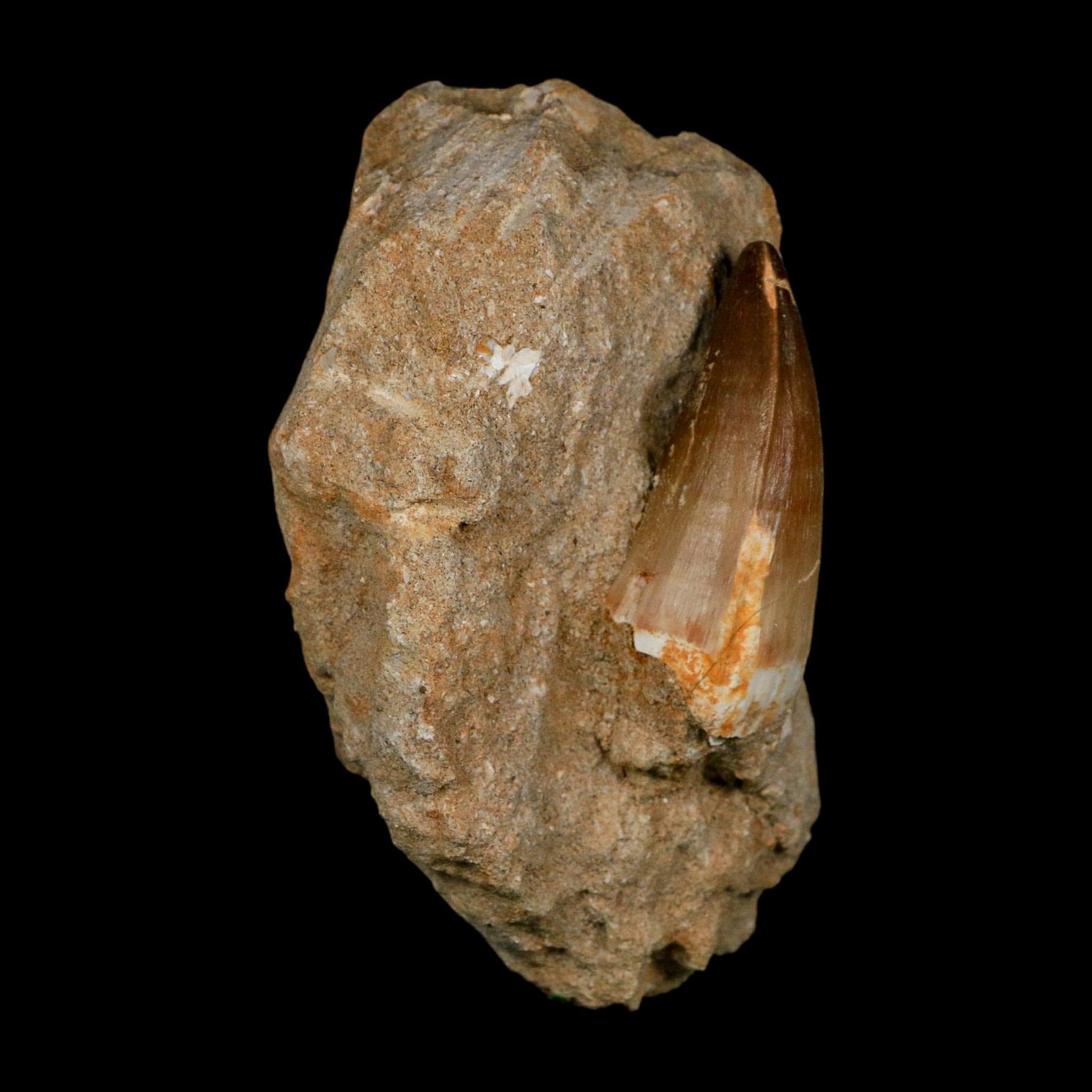 XL 2.5" Mosasaur Prognathodon Fossil Tooth In Matrix Cretaceous Dinosaur Era COA - Fossil Age Minerals