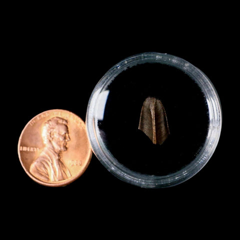 0.5" Lambeosaurus Fossil Tooth Judith River FM MT Cretaceous Dinosaur COA Display