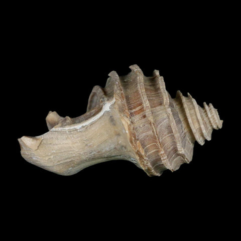 2.6" Ecphora Gardnerae Gastropod Fossil Shell Lee Creek Miocene Epoch North Carolina - Fossil Age Minerals
