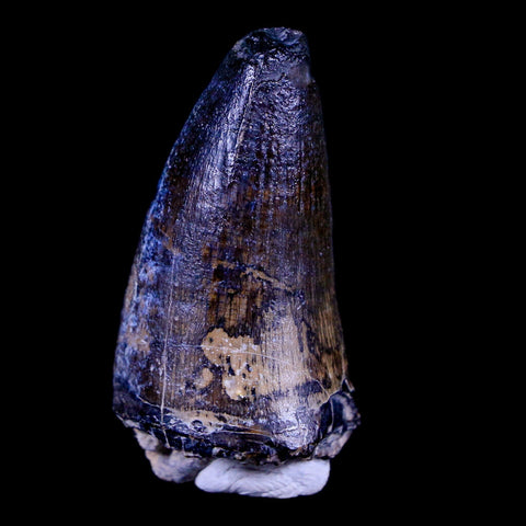 1.6" Sarcosuchus Imperator Crocodile Fossil Tooth Elrhaz FM Cretaceous Niger COA - Fossil Age Minerals