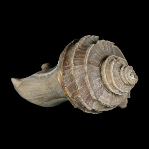 2.6" Ecphora Gardnerae Gastropod Fossil Shell Lee Creek Miocene Epoch North Carolina - Fossil Age Minerals