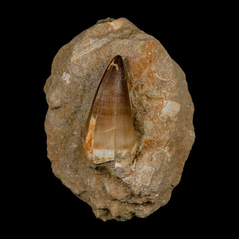 XL 2.5" Mosasaur Prognathodon Fossil Tooth In Matrix Cretaceous Dinosaur Era COA