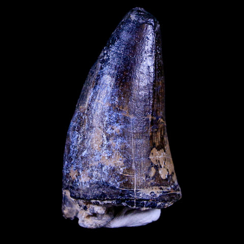 1.6" Sarcosuchus Imperator Crocodile Fossil Tooth Elrhaz FM Cretaceous Niger COA - Fossil Age Minerals