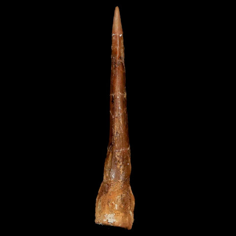 1.7" Sawfish Fossil Tooth Barb Onchopristis Numidus Cretaceous Dinosaur Era COA - Fossil Age Minerals