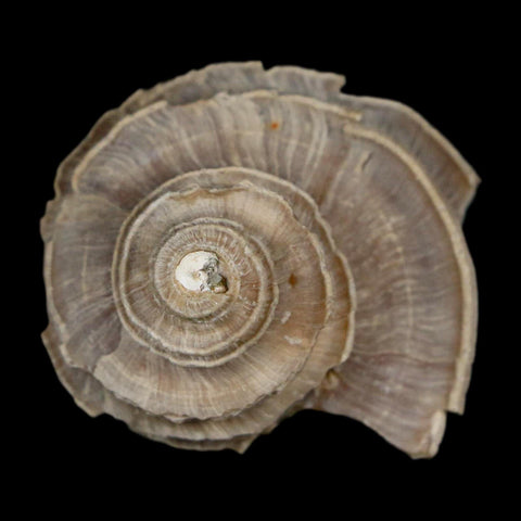 2.6" Ecphora Gardnerae Gastropod Fossil Shell Lee Creek Miocene Epoch North Carolina - Fossil Age Minerals