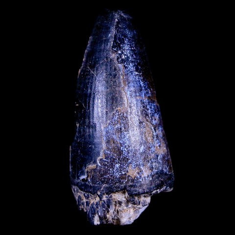 1.6" Sarcosuchus Imperator Crocodile Fossil Tooth Elrhaz FM Cretaceous Niger COA - Fossil Age Minerals