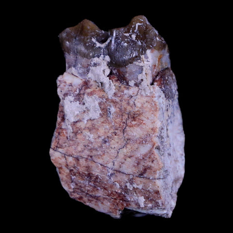 1" Mesohippus Fossil Jaw Teeth Three Toed Horse Oligocene Age SD Badlands COA - Fossil Age Minerals