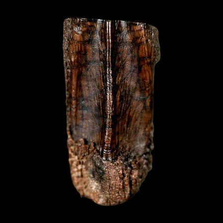 0.7" Parasaurolophus Fossil Tooth Judith River Cretaceous Dinosaur MT COA Display