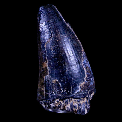 1.6" Sarcosuchus Imperator Crocodile Fossil Tooth Elrhaz FM Cretaceous Niger COA - Fossil Age Minerals