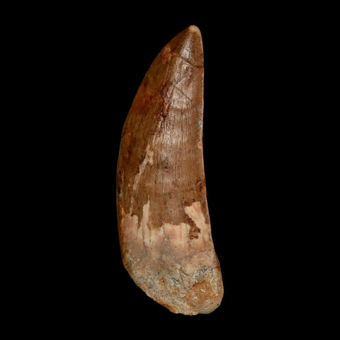 XL 3.5" Carcharodontosaurus Serrated Fossil Tooth Cretaceous Theropod Dinosaur COA - Fossil Age Minerals