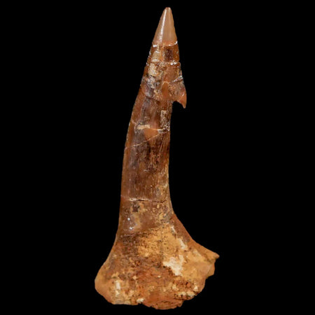 1.7" Sawfish Fossil Tooth Barb Onchopristis Numidus Cretaceous Dinosaur Era COA