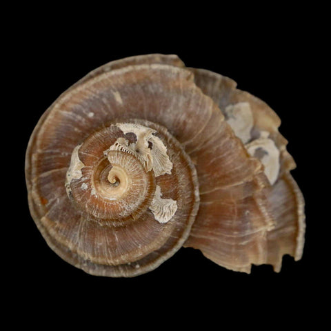 1.9" Ecphora Gardnerae Gastropod Fossil Shell Lee Creek Miocene Epoch North Carolina - Fossil Age Minerals