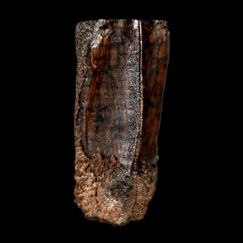 0.7" Parasaurolophus Fossil Tooth Judith River Cretaceous Dinosaur MT COA Display