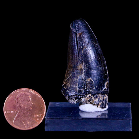 1.6" Sarcosuchus Imperator Crocodile Fossil Tooth Elrhaz FM Cretaceous Niger COA - Fossil Age Minerals