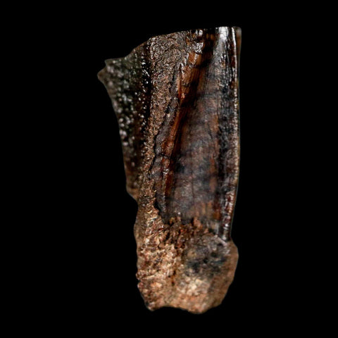 0.7" Parasaurolophus Fossil Tooth Judith River Cretaceous Dinosaur MT COA Display