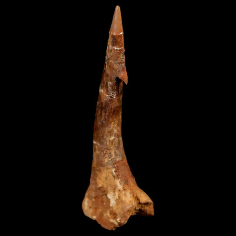 1.7" Sawfish Fossil Tooth Barb Onchopristis Numidus Cretaceous Dinosaur Era COA - Fossil Age Minerals
