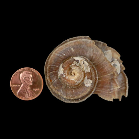 1.9" Ecphora Gardnerae Gastropod Fossil Shell Lee Creek Miocene Epoch North Carolina - Fossil Age Minerals