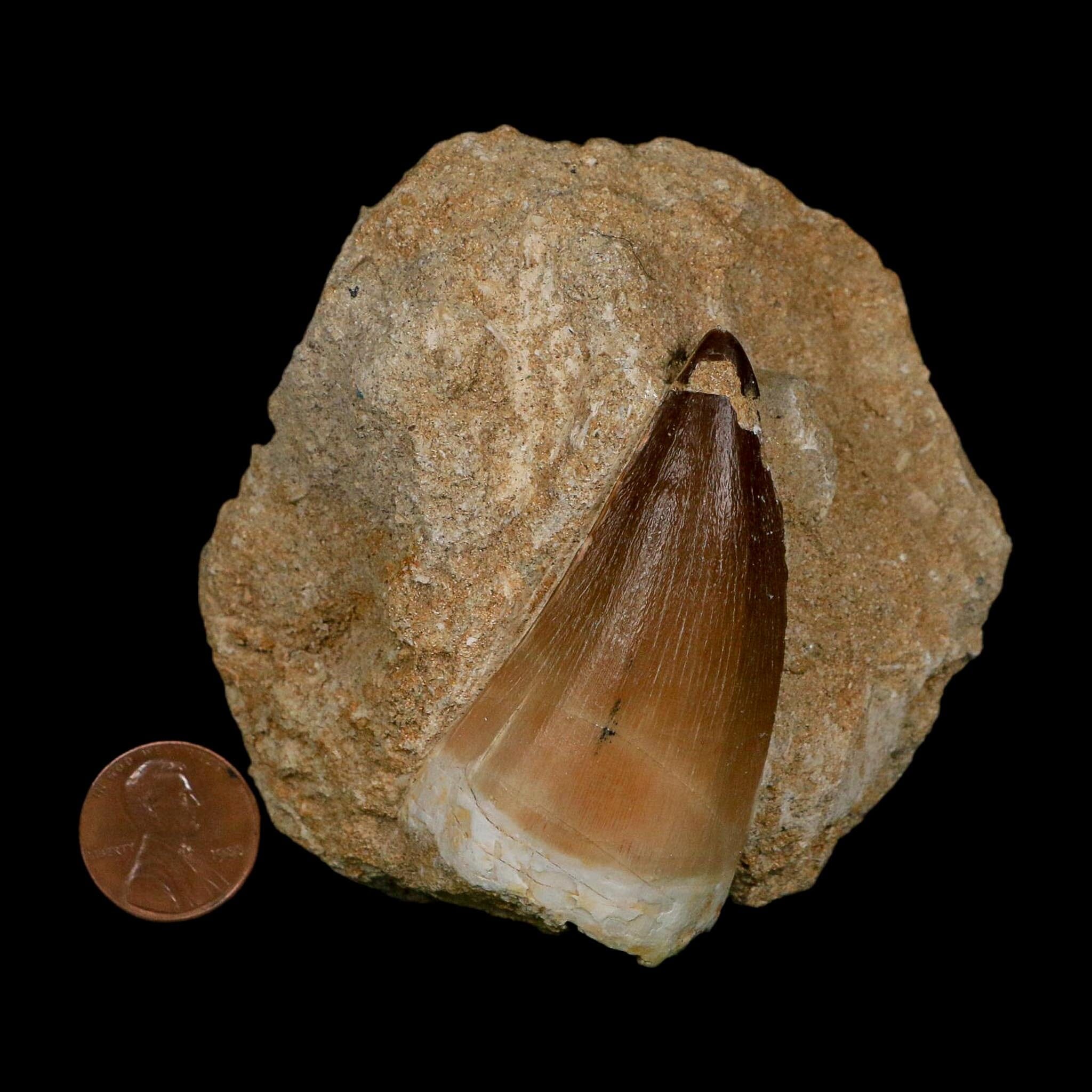 XL 2.4" Mosasaur Prognathodon Fossil Tooth In Matrix Cretaceous Dinosaur Era COA - Fossil Age Minerals