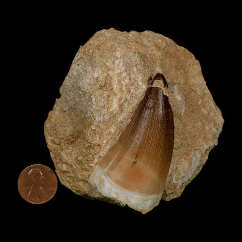 XL 2.4" Mosasaur Prognathodon Fossil Tooth In Matrix Cretaceous Dinosaur Era COA