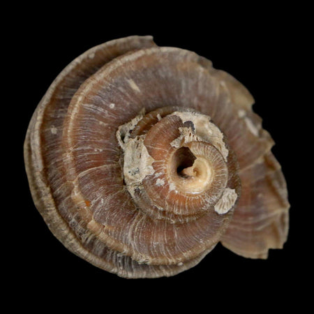 1.9" Ecphora Gardnerae Gastropod Fossil Shell Lee Creek Miocene Epoch North Carolina