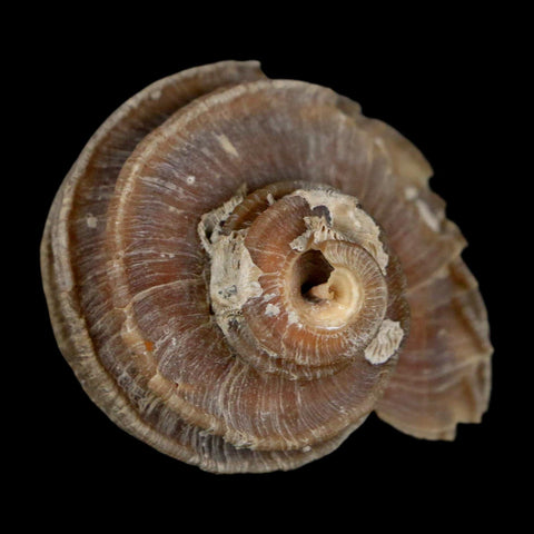1.9" Ecphora Gardnerae Gastropod Fossil Shell Lee Creek Miocene Epoch North Carolina - Fossil Age Minerals