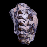 1.5" Mesohippus Fossil Jaw Teeth Three Toed Horse Oligocene Age SD Badlands COA