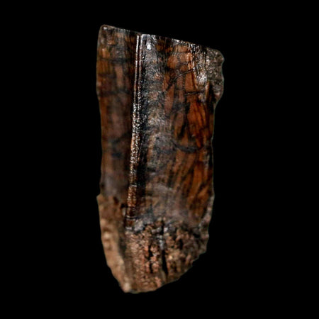 0.7" Parasaurolophus Fossil Tooth Judith River Cretaceous Dinosaur MT COA Display