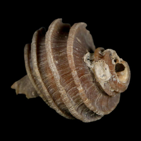 1.9" Ecphora Gardnerae Gastropod Fossil Shell Lee Creek Miocene Epoch North Carolina - Fossil Age Minerals