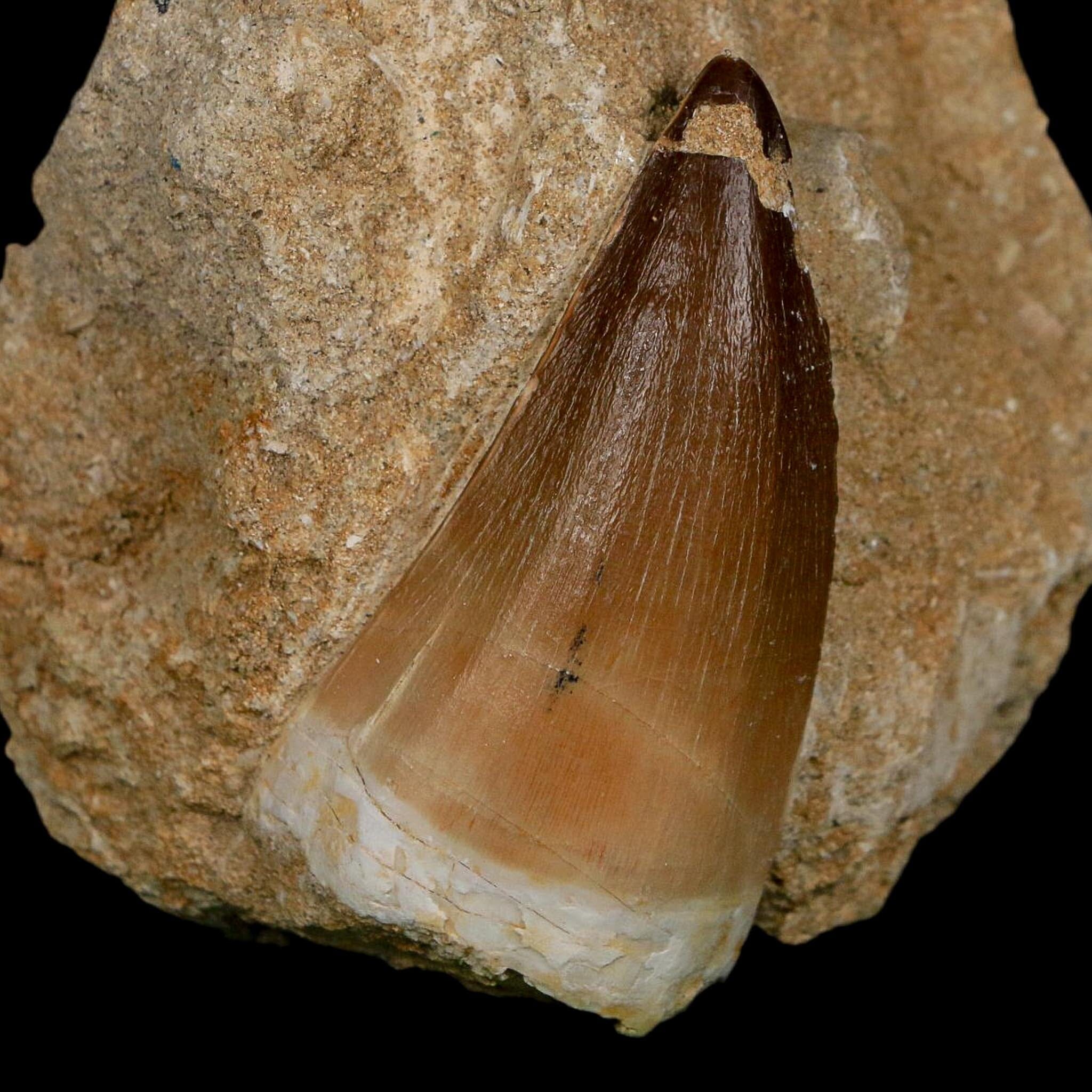 XL 2.4" Mosasaur Prognathodon Fossil Tooth In Matrix Cretaceous Dinosaur Era COA - Fossil Age Minerals