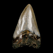 2.8" Quality Megalodon Shark Tooth Serrated Fossil Natural Miocene Age COA