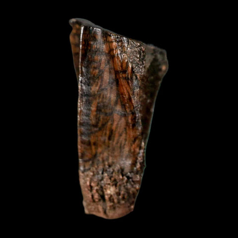 0.7" Parasaurolophus Fossil Tooth Judith River Cretaceous Dinosaur MT COA Display