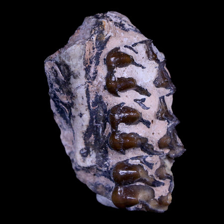 1.5" Mesohippus Fossil Jaw Teeth Three Toed Horse Oligocene Age SD Badlands COA
