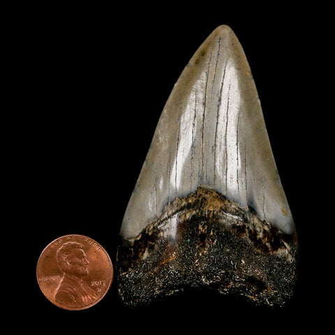2.8" Quality Megalodon Shark Tooth Serrated Fossil Natural Miocene Age COA
