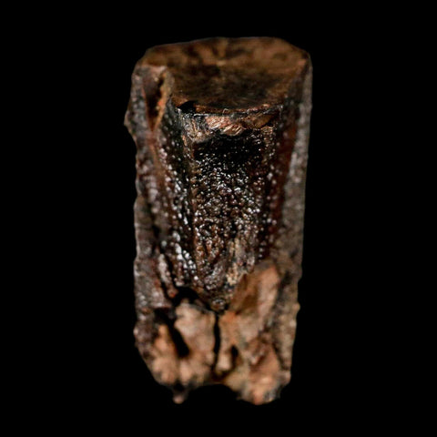 0.7" Parasaurolophus Fossil Tooth Judith River Cretaceous Dinosaur MT COA Display