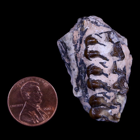 1.5" Mesohippus Fossil Jaw Teeth Three Toed Horse Oligocene Age SD Badlands COA - Fossil Age Minerals