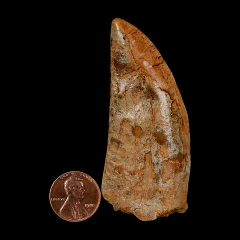 XL 2.9" Carcharodontosaurus Serrated Fossil Tooth Cretaceous Theropod Dinosaur COA - Fossil Age Minerals