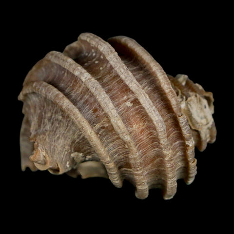 1.9" Ecphora Gardnerae Gastropod Fossil Shell Lee Creek Miocene Epoch North Carolina - Fossil Age Minerals